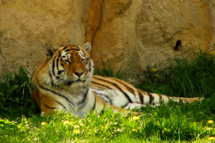 tiger